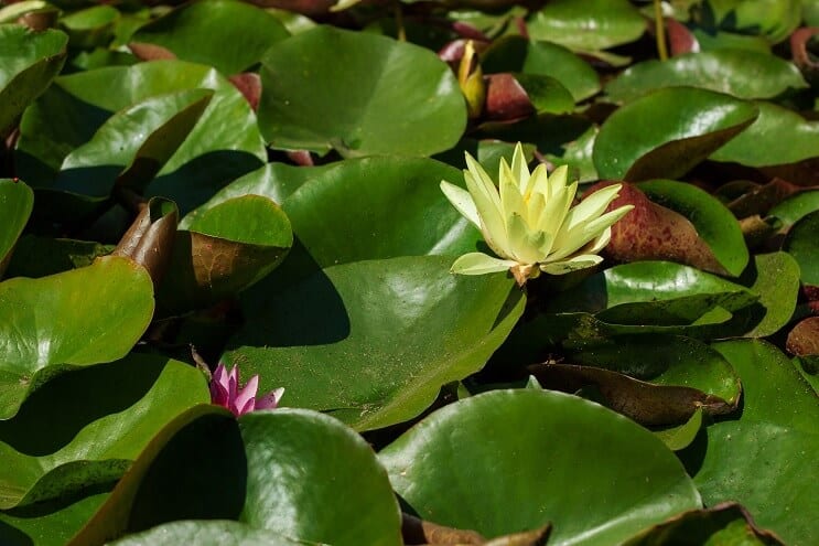 수련