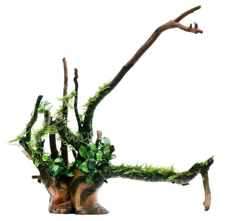 Anubias Nana 및 Java Moss