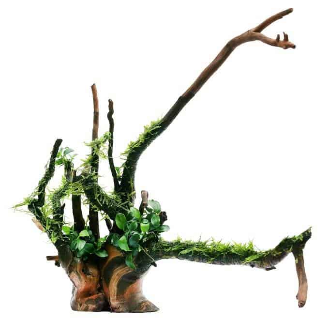 나무에 자바 이끼와 Anubias