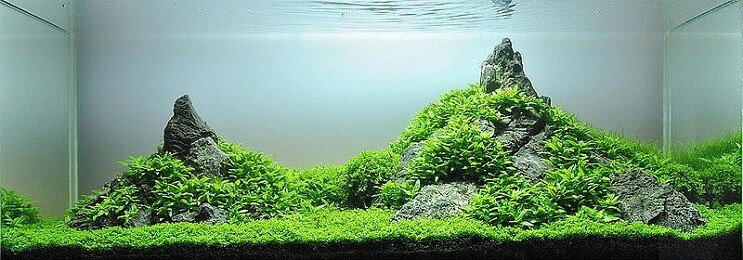 Staurogyne Repens 외관