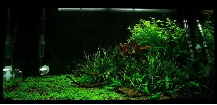 탱크 상태 Staurogyne repens