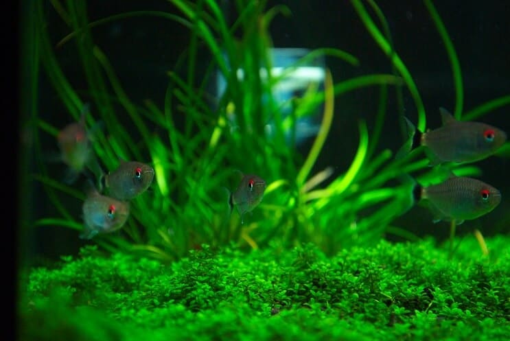Staurogyne Repens 용 탱크 메이트