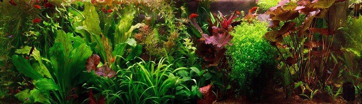 네덜란드 Aquascape