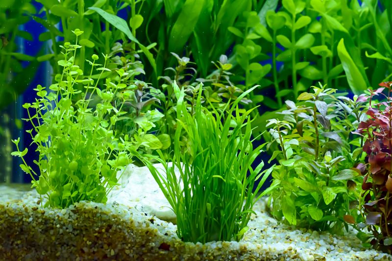 Betta Fish를위한 최고의 식물