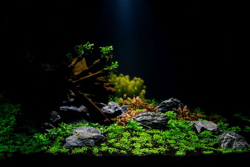 Betta Fish를위한 최고의 식물
