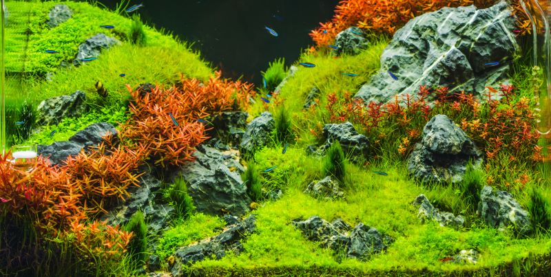 Betta Fish를위한 최고의 식물