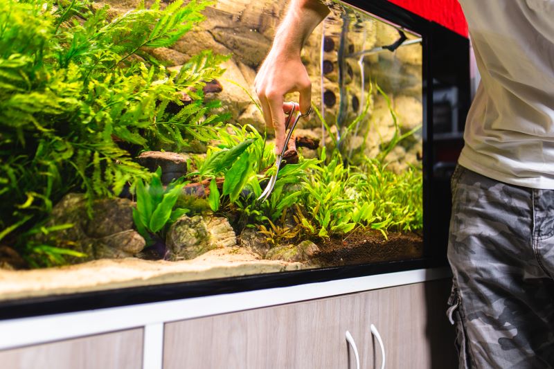 Betta Fish를위한 최고의 식물