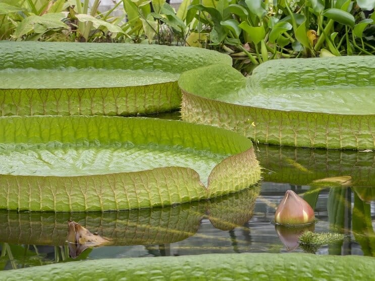 WaterLily 관리 및 유지 관리