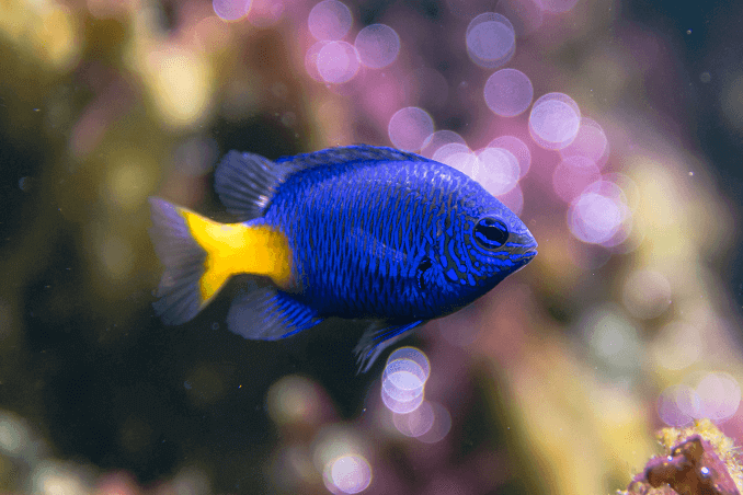 방어 Damselfish