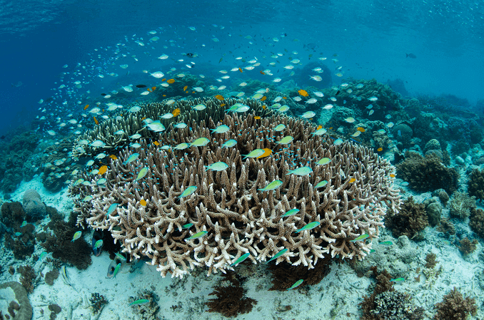Damselfish 학교
