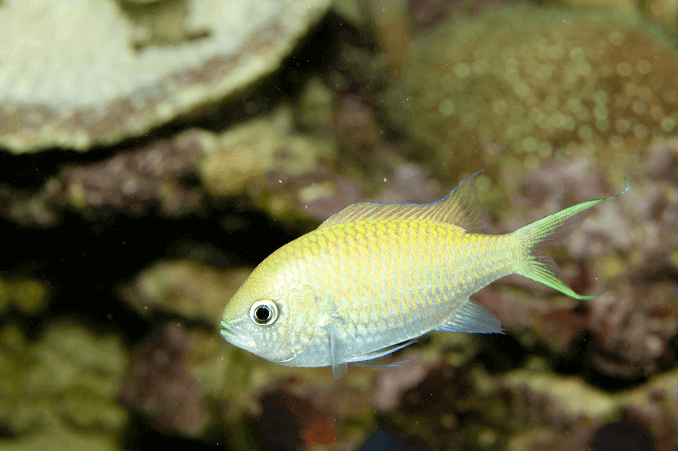 Green Chromis : 케어 가이드, 리프 호환성, 다이어트 등